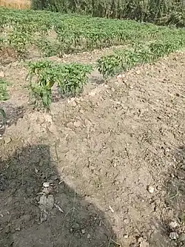 Shivanisingh4 online show from 03.29.26