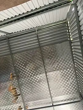 tuncube online show from 03.09.26