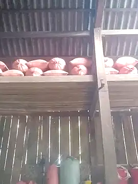 Linka998 online show from 03.03.26