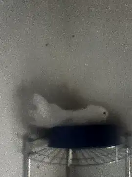 Snapshot of hydra0613 chatting on 02.22.26 hydra0613 online show from 02.22.26