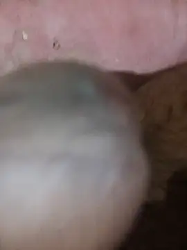 88SHXX online show from 03.03.26