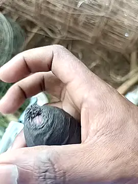 sanju 5418 online show from 04.07.26