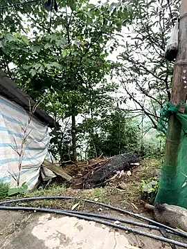 Rosa-x online show from 04.19.26