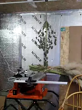 IronedTitan online show from 12.12.24