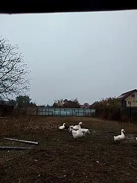 sarpe4 online show from 11.02.25