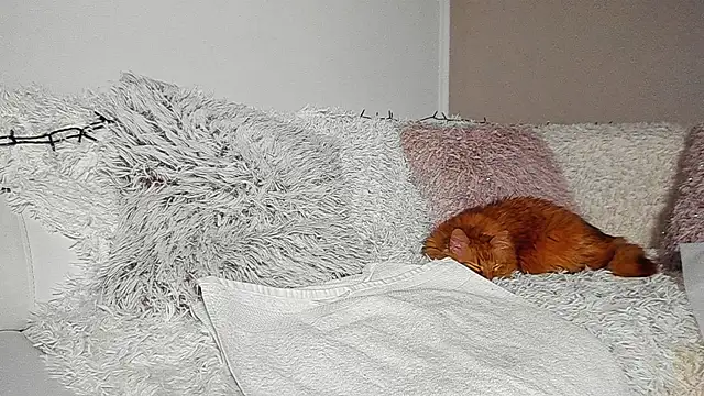 BrianaDiamondXXX online show from 04.07.26