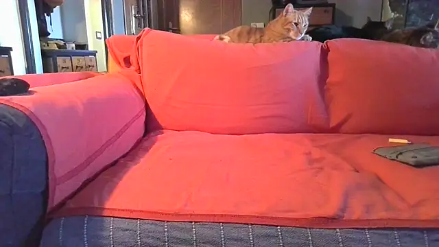 naked bear online show from 02.05.25