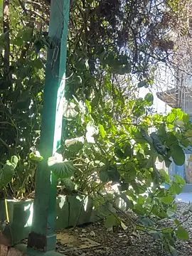 sofy alone online show from 09.09.25