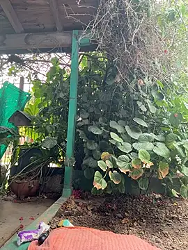 sofy alone online show from 02.02.26