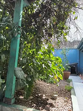 sofy alone online show from 03.20.26