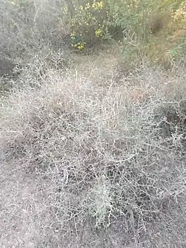 rameshmry1 online show from 03.06.26