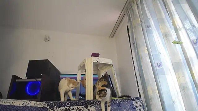 eolicasex online show from 02.04.25