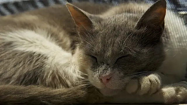 Snapshot of tattooed_test chatting on 12.30.24 tattooed test online show from 12.30.24