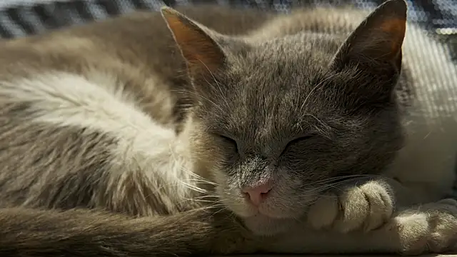 Snapshot of tattooed_test chatting on 02.18.25 tattooed test online show from 02.18.25