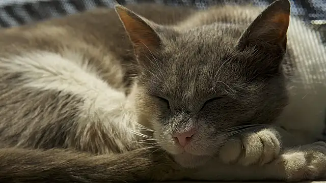 Snapshot of tattooed_test chatting on 03.04.25 tattooed test online show from 03.04.25