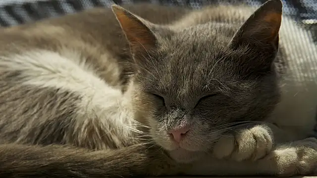 Snapshot of tattooed_test chatting on 03.14.25 tattooed test online show from 03.14.25