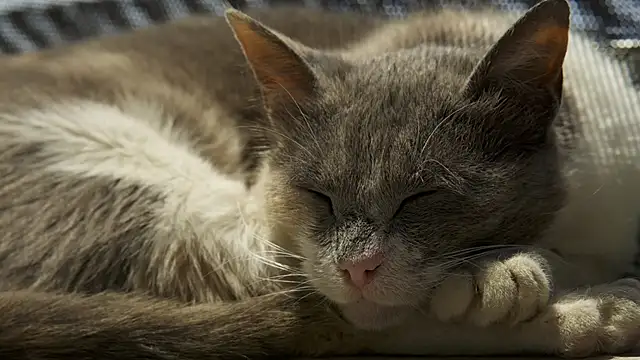 Snapshot of tattooed_test chatting on 03.17.25 tattooed test online show from 03.17.25