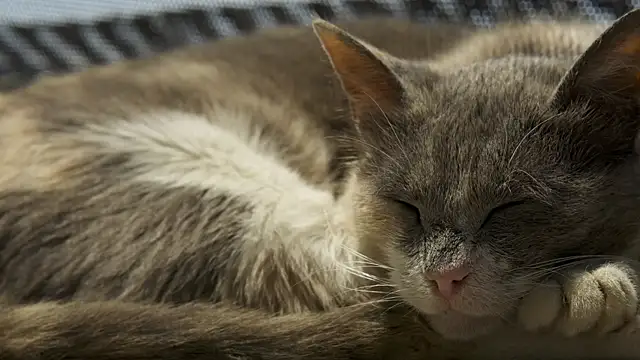 Snapshot of tattooed_test chatting on 09.10.25 tattooed test online show from 09.10.25