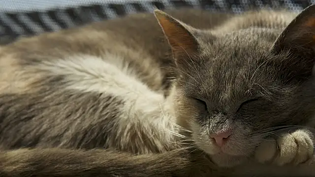 Snapshot of tattooed_test chatting on 10.03.25 tattooed test online show from 10.03.25