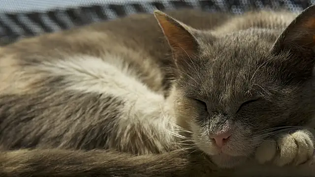 Snapshot of tattooed_test chatting on 02.24.26 tattooed test online show from 02.24.26