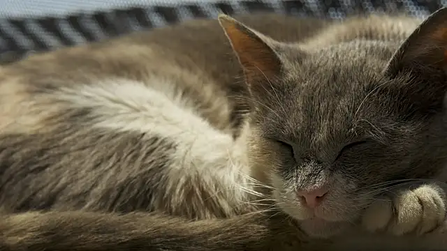 Snapshot of tattooed_test chatting on 02.27.26 tattooed test online show from 02.27.26