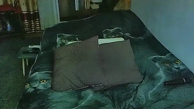 sex2 online show from 11.10.25