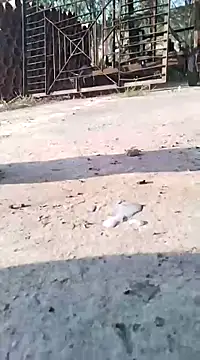 Pitercom online show from 03.09.25