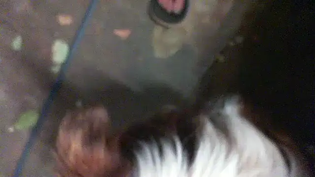 herbie010666 online show from 01.11.25