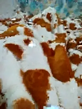 naghmi12 online show from 04.16.26