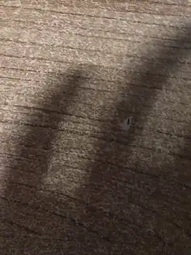 Snapshot of gokhanbey34 chatting on 12.21.25 gokhanbey34 online show from 12.21.25