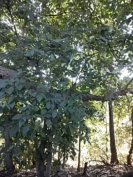 Rinku5553 online show from 01.27.25