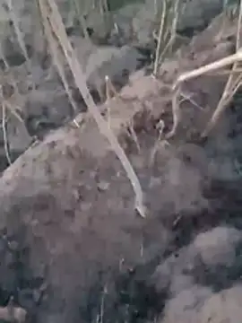 Snapshot of Sinewsex_pussylove chatting on 03.25.26 Sinewsex pussylove online show from 03.25.26