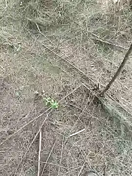 Gopal1243 online show from 02.15.25