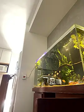 Ravixx online show from 01.11.26