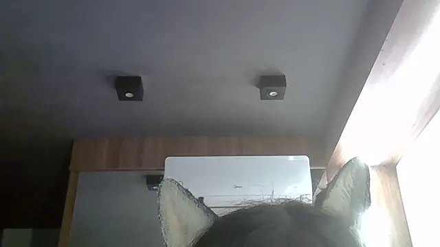 Skinny-Kitten online show from 03.17.26