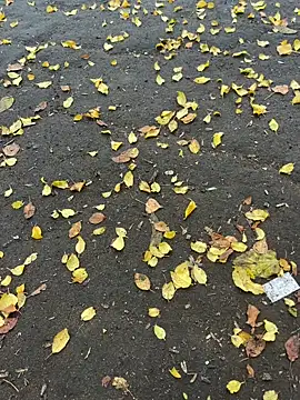 mihaixxx1 online show from 11.09.25